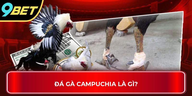 Đá gà Campuchia là gì?