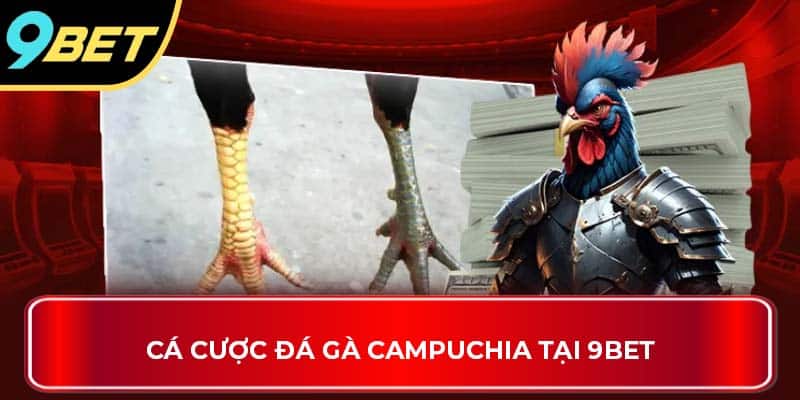 Cá cược đá gà Campuchia tại 9BET