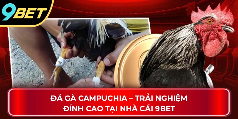đá gà campuchia