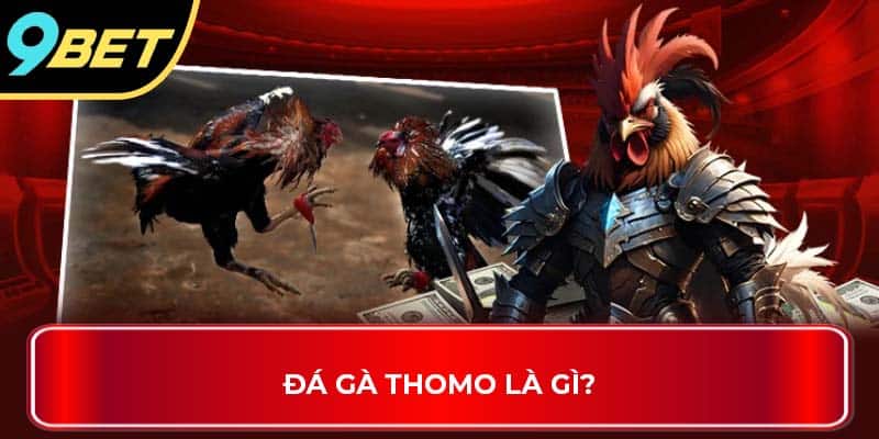 Đá gà Thomo là gì?