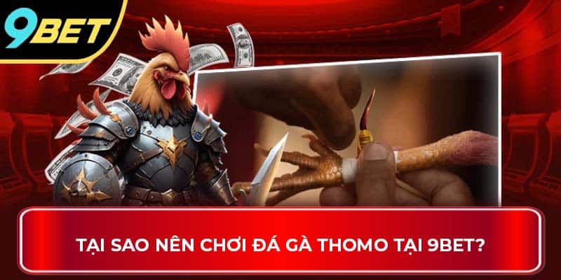 Tại sao nên chơi đá gà Thomo tại 9BET?