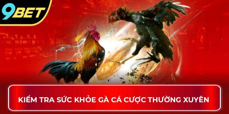 Kiểm tra sức khỏe gà cá cược thường xuyên 