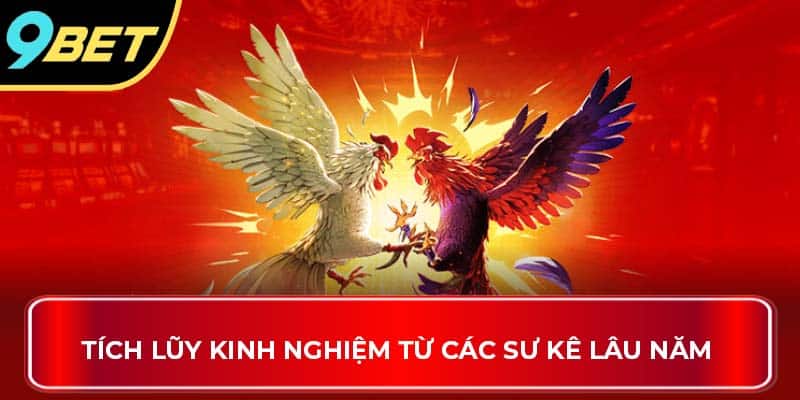 Tích lũy kinh nghiệm từ các sư kê lâu năm 